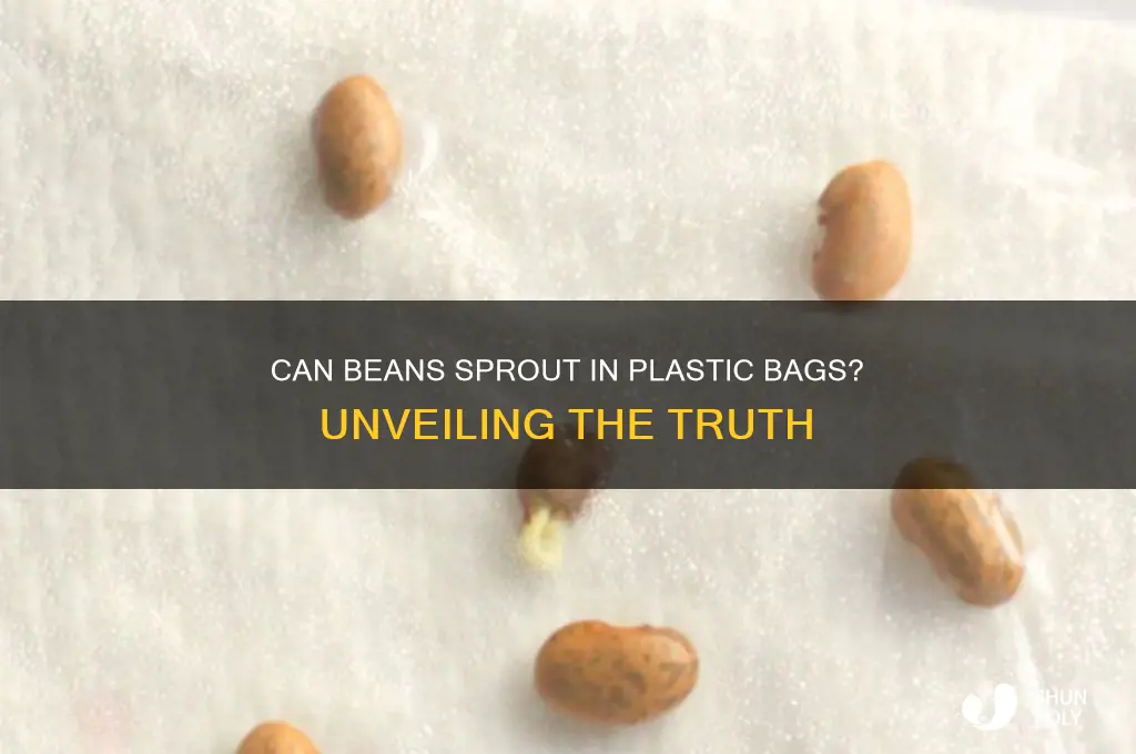 does beans grow in a plastic bag