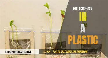 Plastic and Beans: A Growth Story