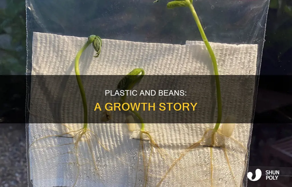 does beans grow in a plastic