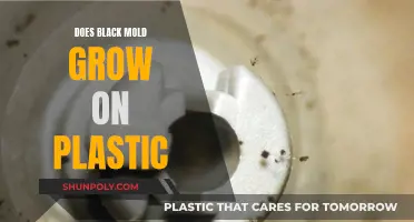 Black Mold and Plastic: A Dangerous Combination?
