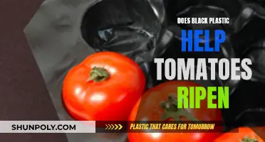 Black Plastic's Effect on Tomato Ripening