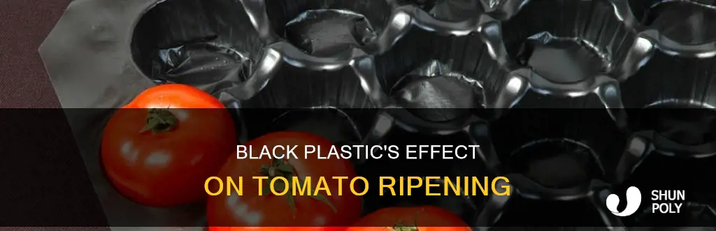 does black plastic help tomatoes ripen