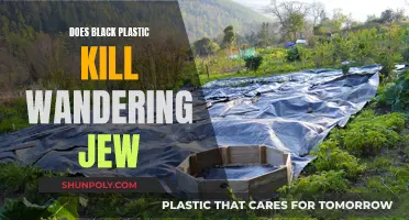 Black Plastic and Wandering Jew: A Lethal Combination?