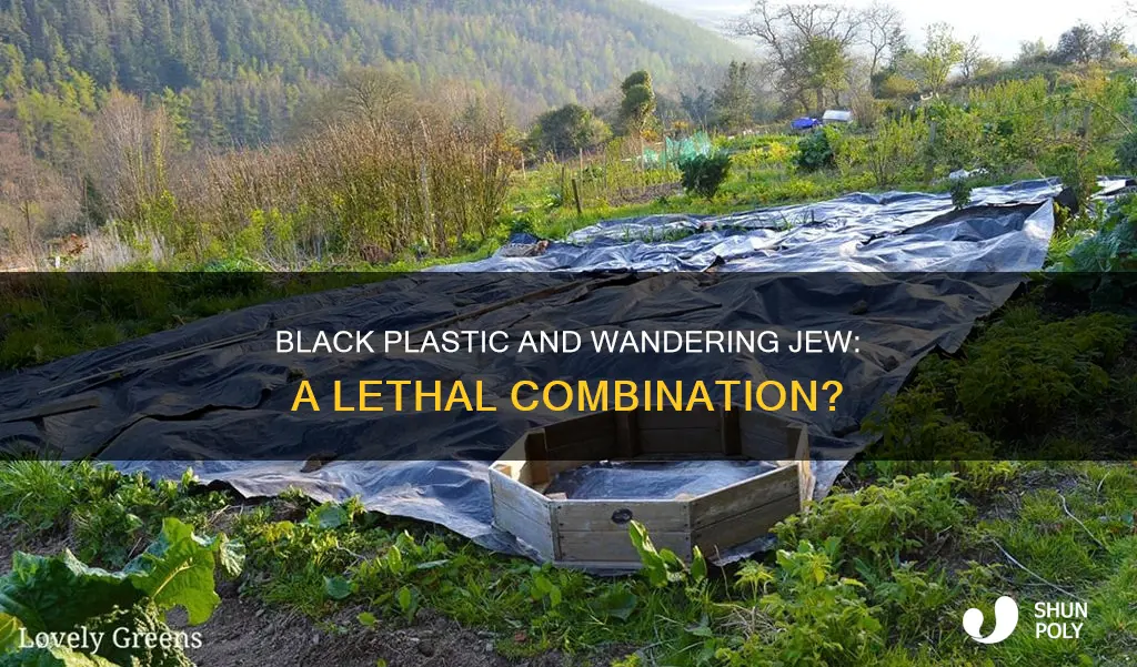 does black plastic kill wandering jew