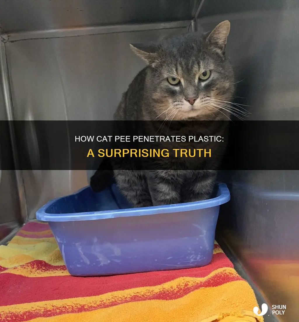 does cat pee soak into plastic