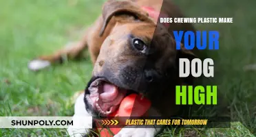 Can Chewing Plastic Cause a High in Dogs? Facts Revealed