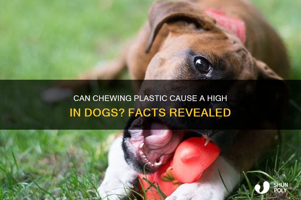 does chewing plastic make your dog high