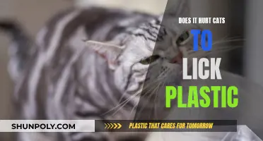 Plastic Licking: Is It Harmful to Cats?