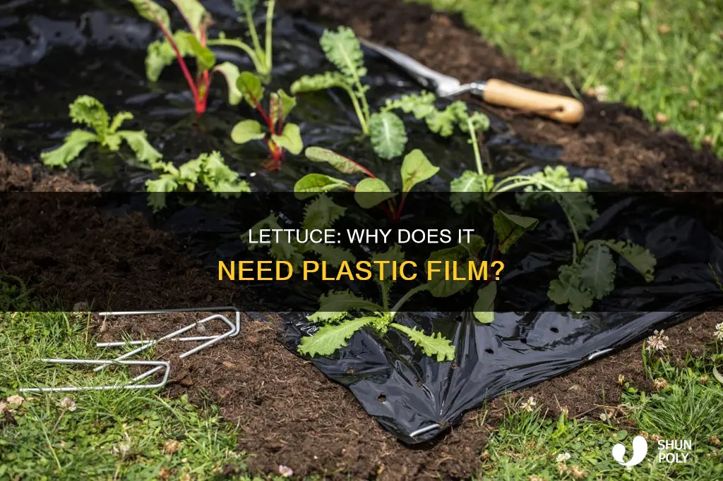 does lettuce have plastic film on it