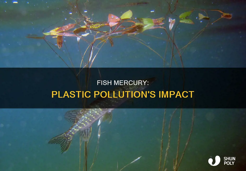 does mercury in fish come from plastic