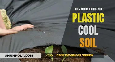 Black Plastic and Mulch: Cool Soil Solution?