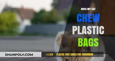 Why Cats Chew Plastic Bags: Risks, Reasons, and Safe Alternatives
