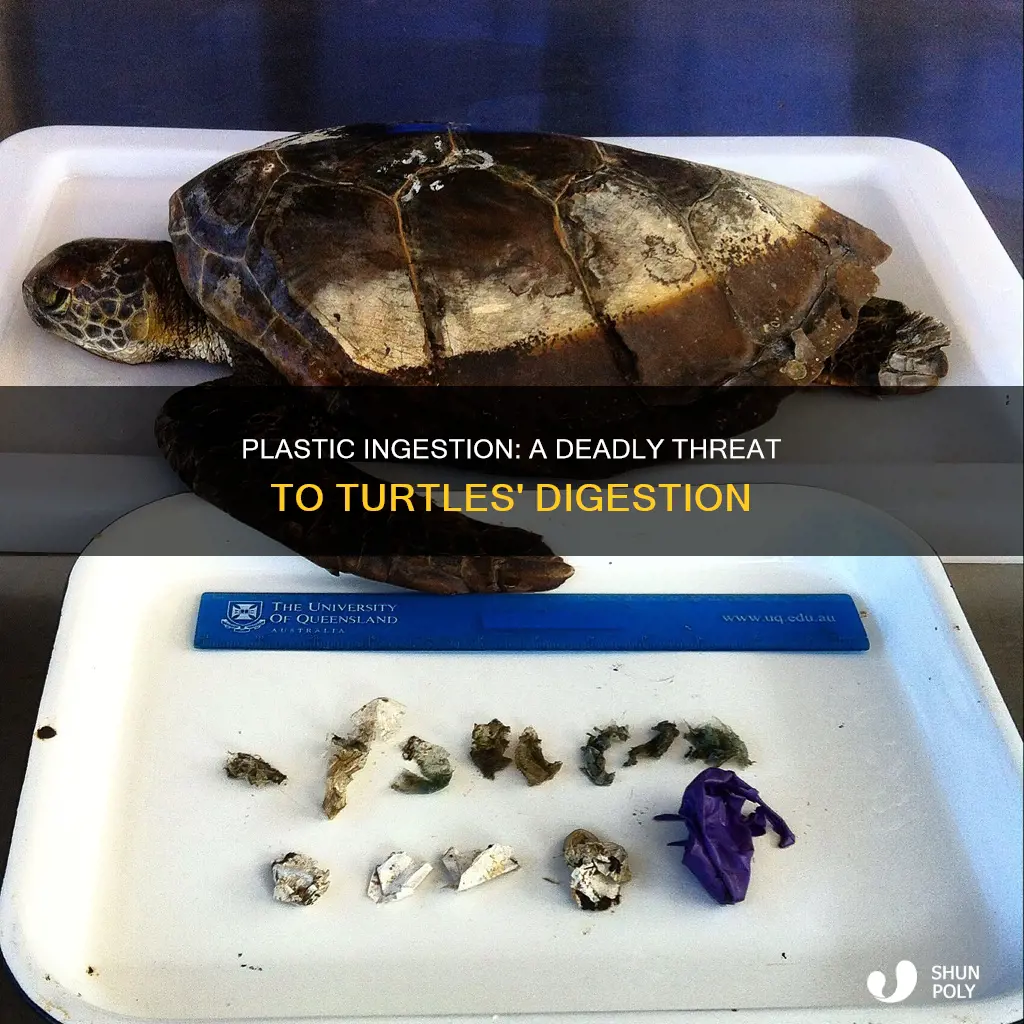 does plastic affect the turtles digestive system