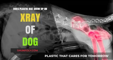 Can X-Rays Detect Plastic Bags in Dogs? What Owners Need to Know