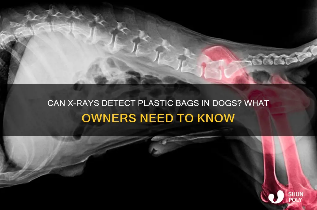 does plastic bag show up on xray of dog
