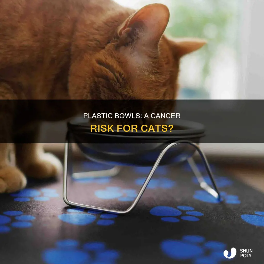 does plastic bowls cause cancer in cats