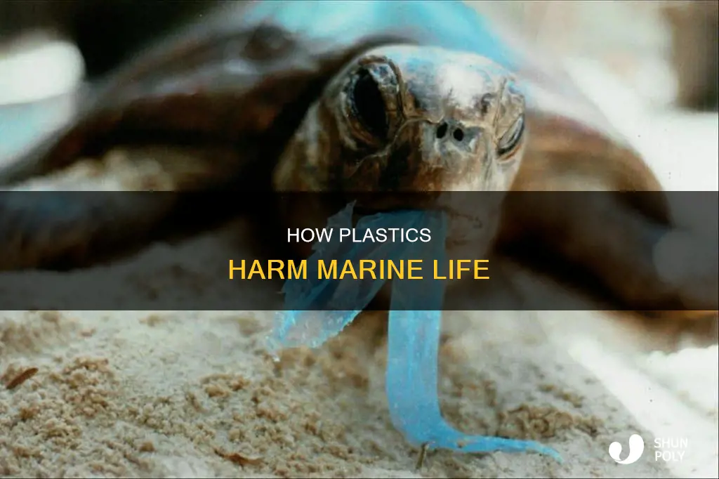 does plastic clog stomach of marine animals