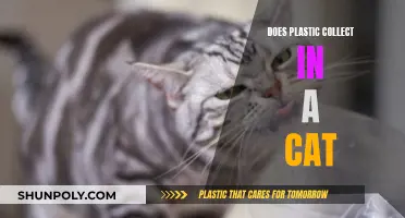How Plastic Impacts Cats' Health and Lives