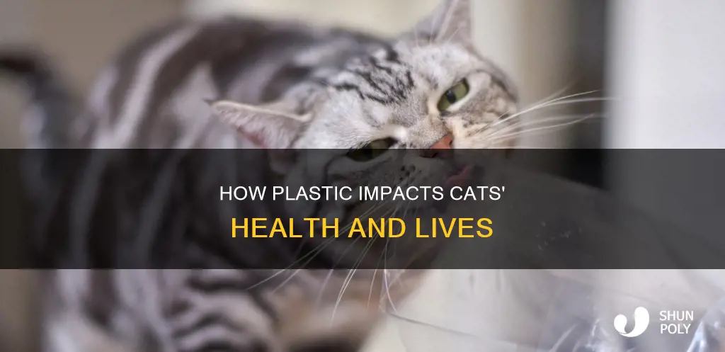 does plastic collect in a cat