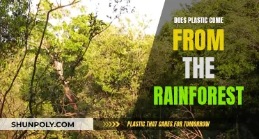 Plastic's Rainforest Origins: The Dark Truth