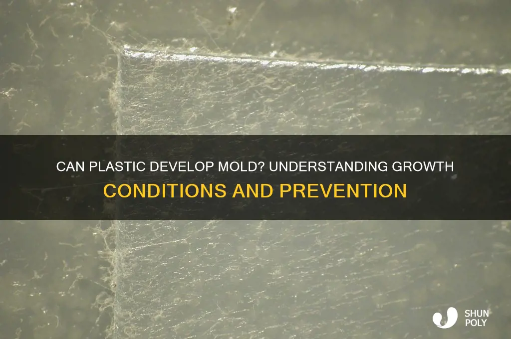 does plastic get mold