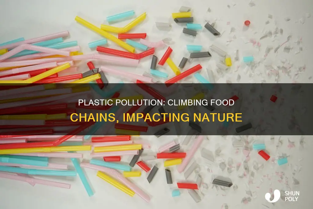 does plastic ingenstion climb food chains