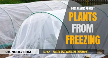 Protecting Plants: Plastic Sheeting Shields from Frost