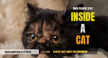 How Plastic Impacts Cats: An Inside Story