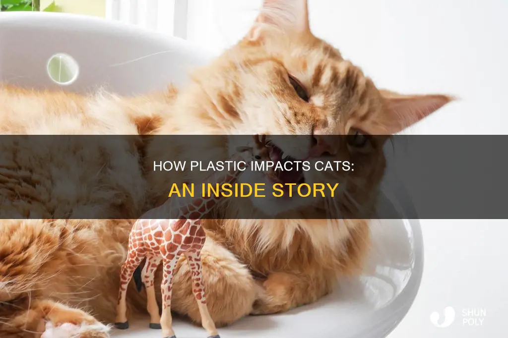 does plastic stay inside a cat