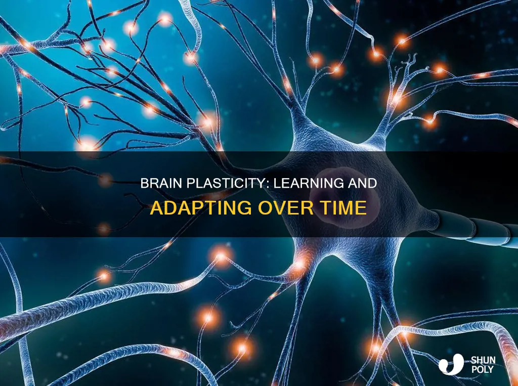 does plasticity change as you lears