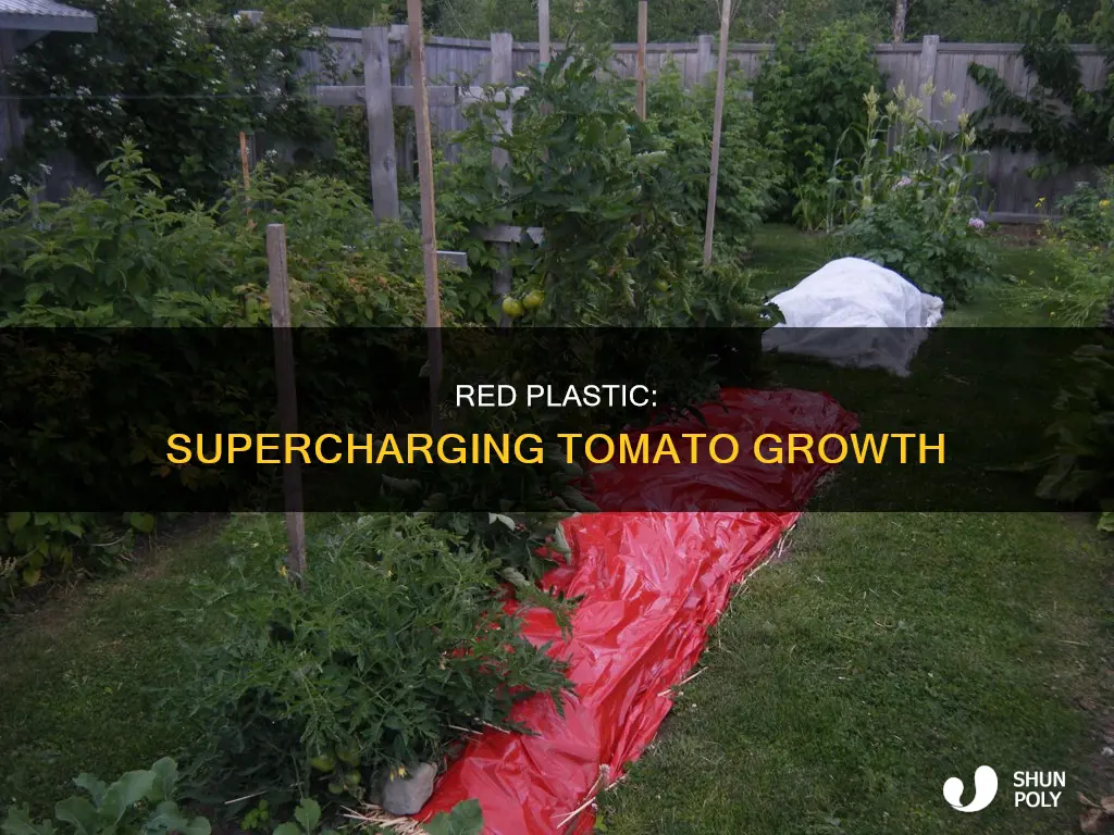 does red plastic help tomatoes grow