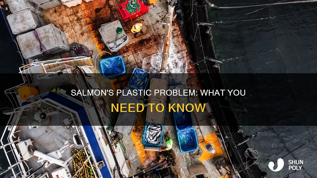 does salmon have plastic in it