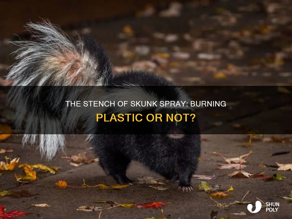does skunk spray smell like burning plastic