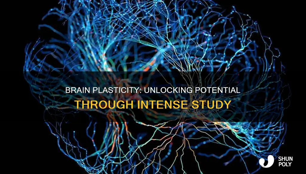does studying a lot increase brain plasticity