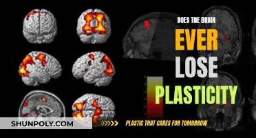 The Brain's Ever-Changing Plasticity: A Limitless Potential?