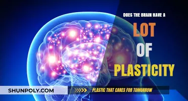Unlocking the Brain's Potential: Exploring the Wonders of Neuroplasticity
