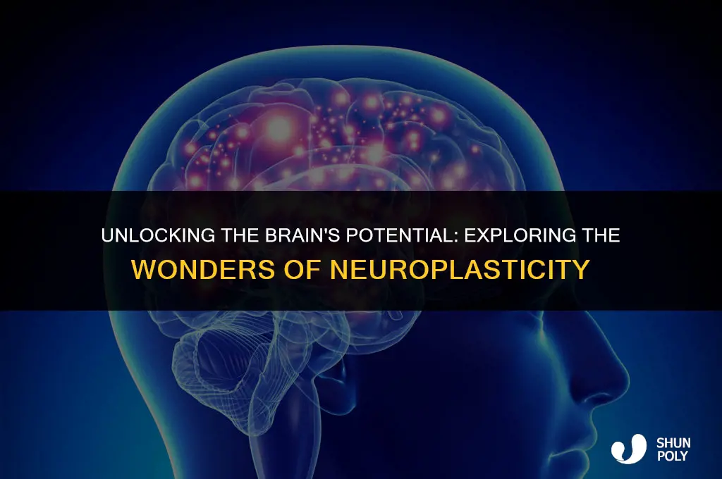 does the brain have a lot of plasticity