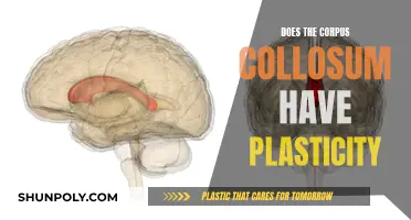 The Plasticity of the Corpus Callosum: Exploring Brain Flexibility