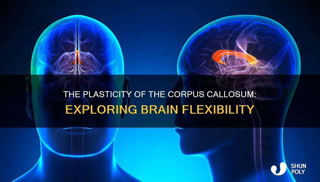 does the corpus collosum have plasticity