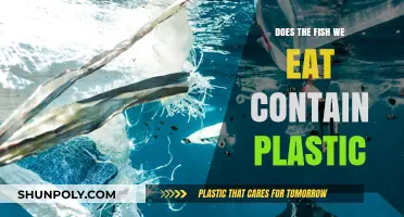 Plastic in Our Fish: What We Eat?