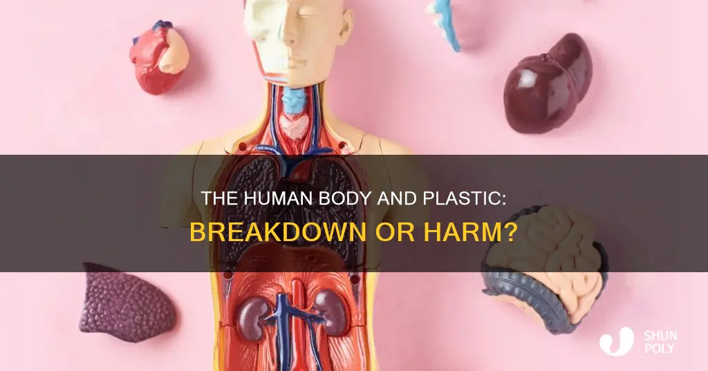does your body break down plastics
