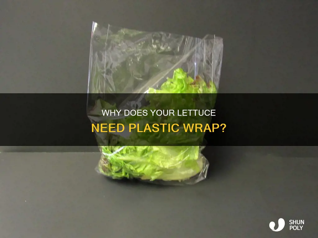 does your lettuce have plastic on it