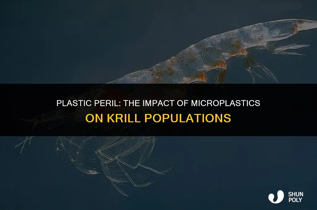 has micro particles of plastic started to effect the krill