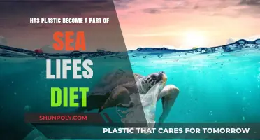 The Unseen Menace: Plastic Pollution in Marine Diets