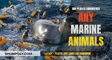 Plastic's Impact: Marine Life Endangered