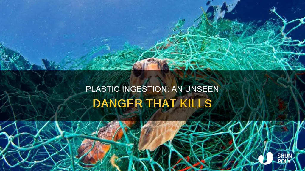 have people died from indirect plastic ingestion