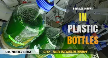 Growing Algae in Plastic Bottles: A Simple, Sustainable DIY Guide