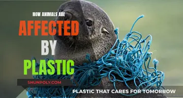 Plastic Pollution: A Deadly Threat to Animals
