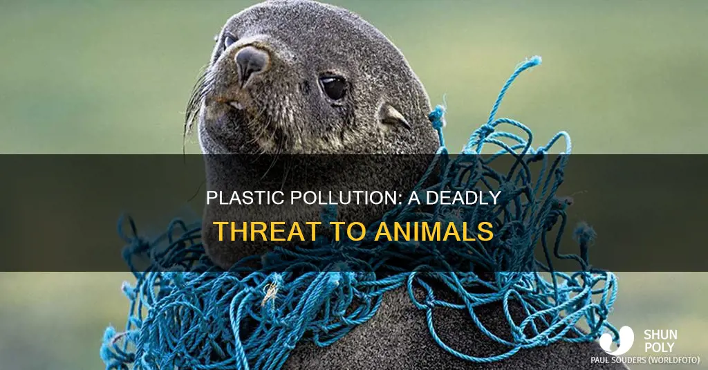 how animals are affected by plastic