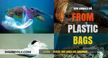 Silent Killers: How Plastic Bags Threaten Wildlife and Ecosystems